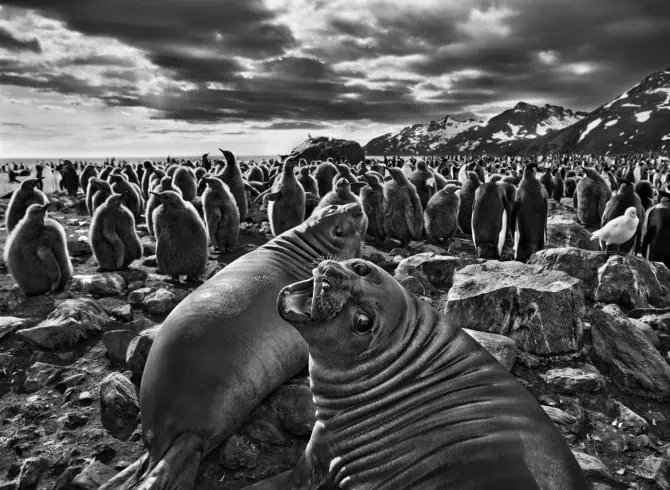 southern-elephant-seal-calves-saint-andrews-bay-south-georgia-2009-photo-by-sebastiao-salgado